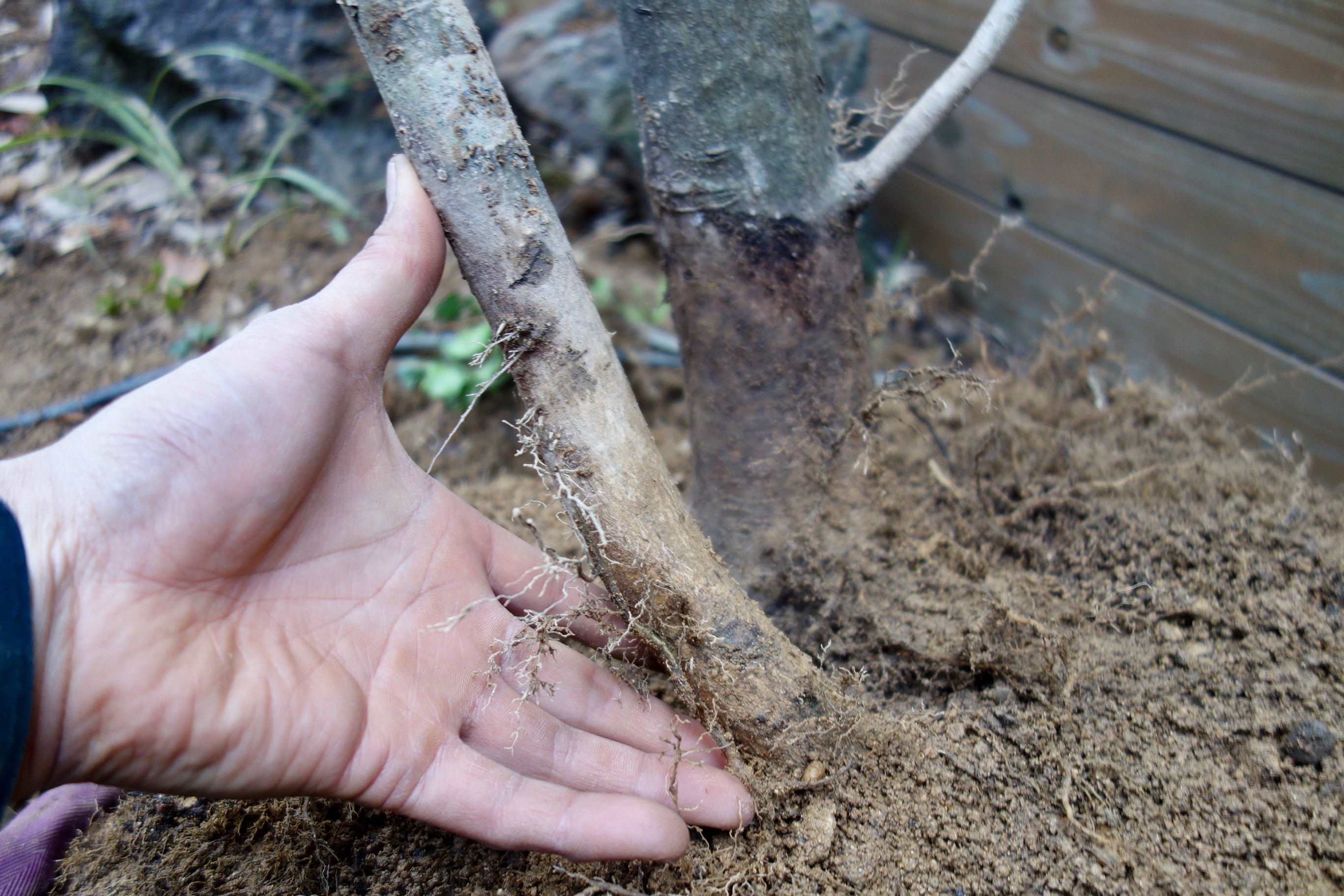 傷んだ樹木の回復 ソヨゴの例 リビングソイル研究所