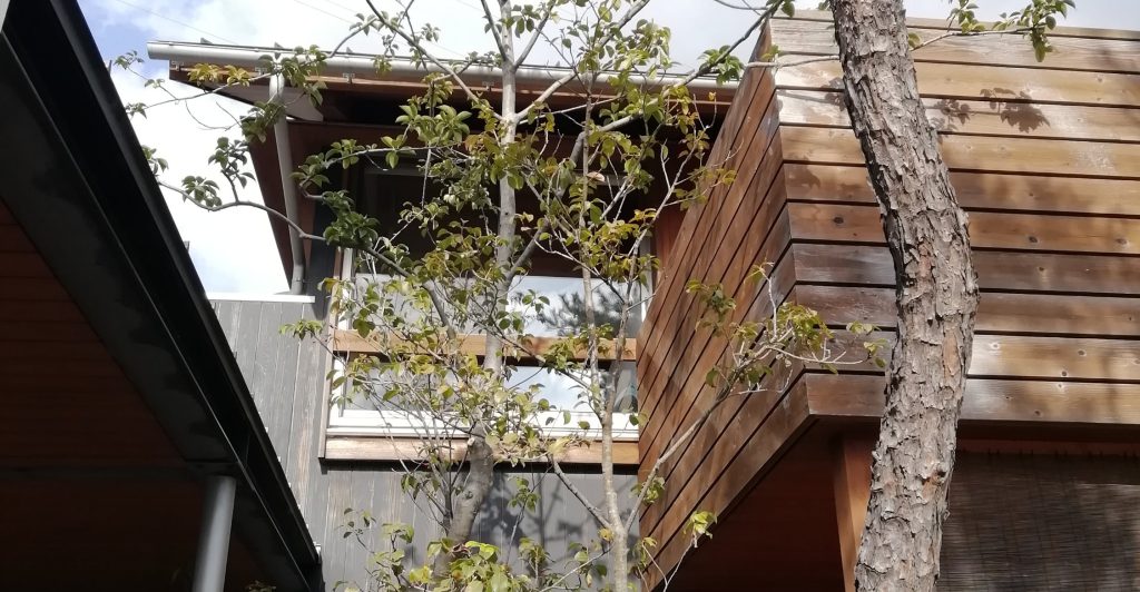 ソヨゴの生育改善のその後 リビングソイル研究所